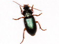 Ophonus ardosiacus